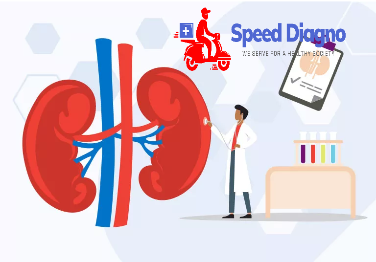 RENAL FUNCTION TEST(KIDNEY)