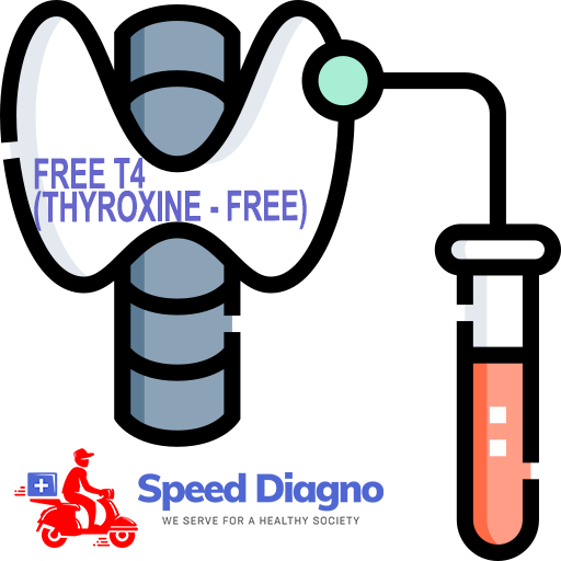 FREE T4 (THYROXINE - FREE)